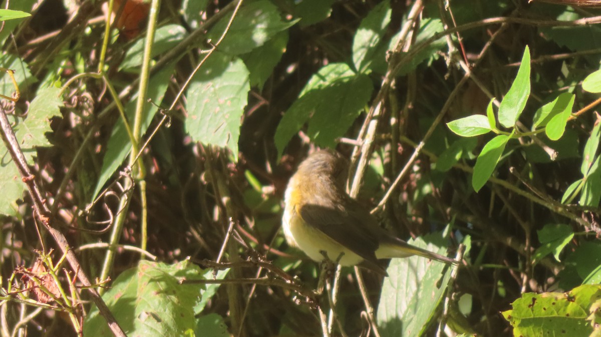 American Redstart - ML641060062