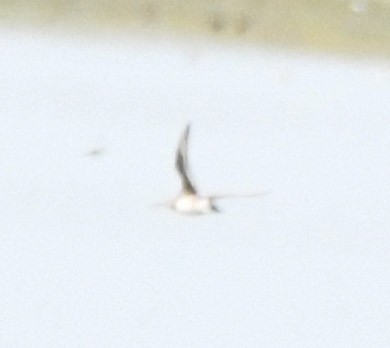 Hudsonian Godwit - ML641060069