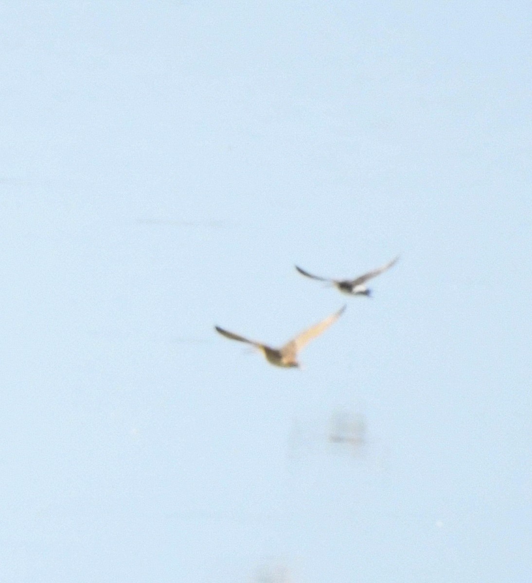 Hudsonian Godwit - ML641060070