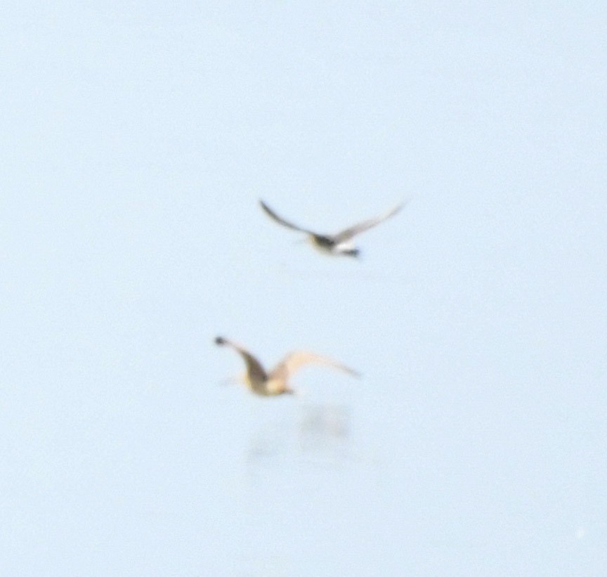 Hudsonian Godwit - ML641060071