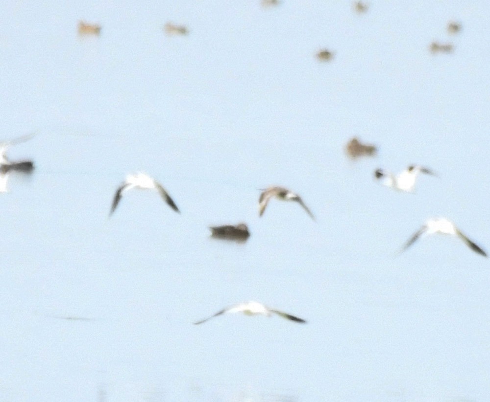 Hudsonian Godwit - ML641060072