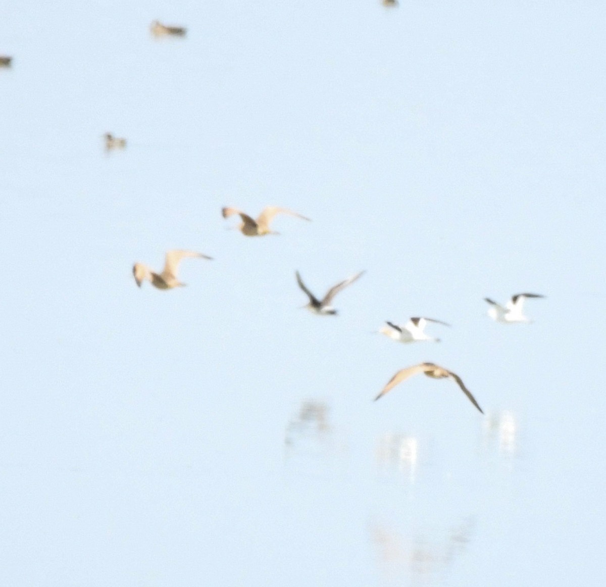 Hudsonian Godwit - ML641060073