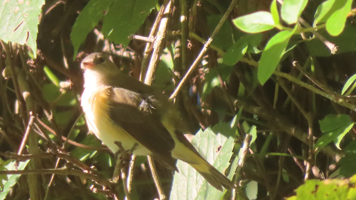 American Redstart - ML641060076