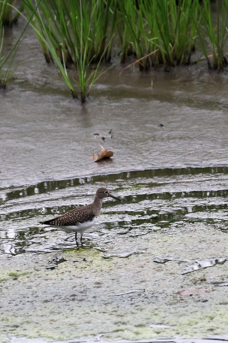 Solitary Sandpiper - ML641060077