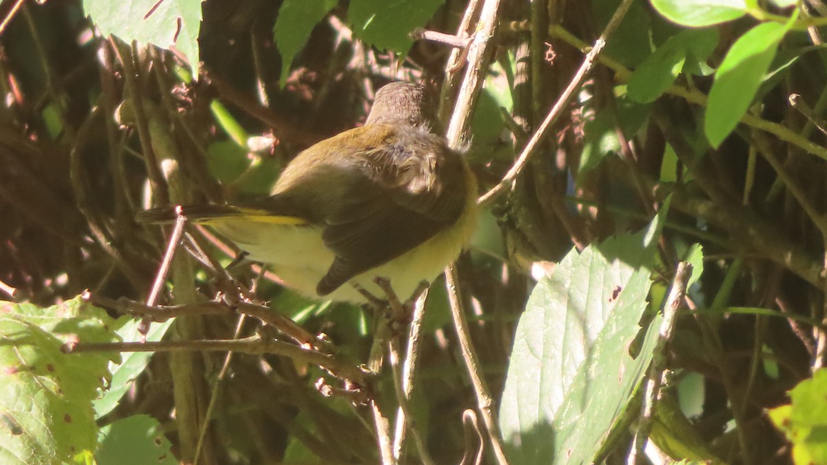 American Redstart - ML641060078