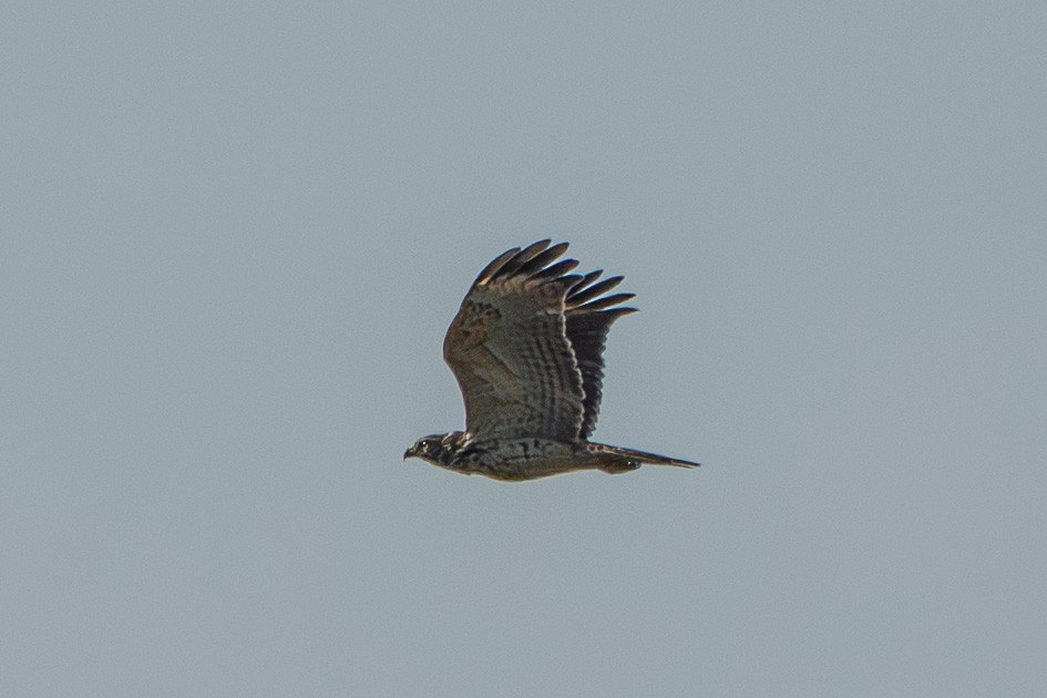 Accipitridae sp. (hawk sp.) - ML641060084