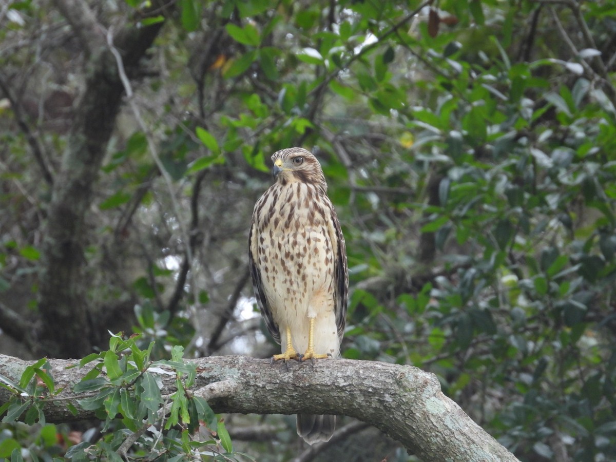 Red-shouldered Hawk - ML641060088