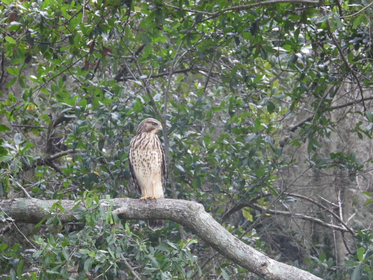 Red-shouldered Hawk - ML641060089