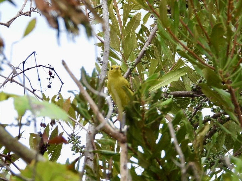 Yellow Warbler - ML641060125