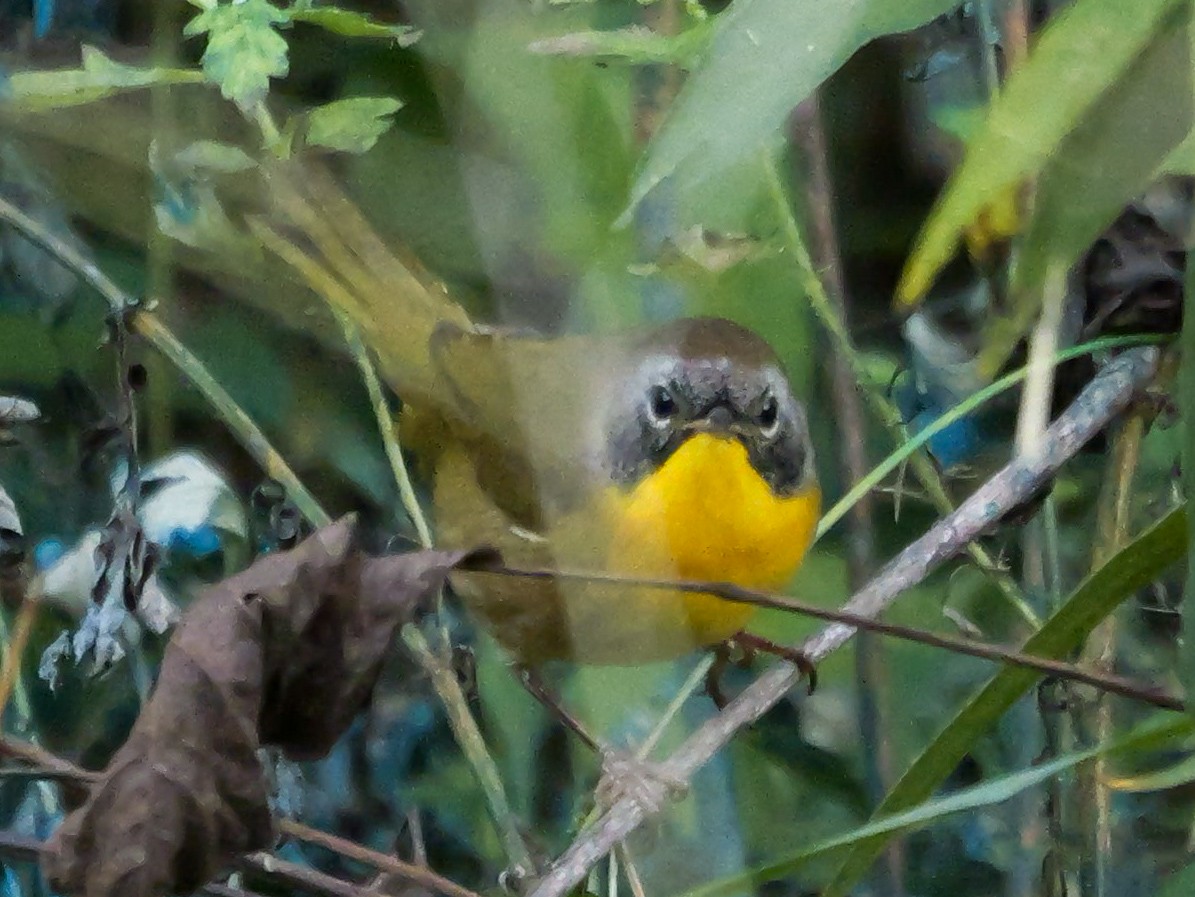 Common Yellowthroat (trichas Group) - ML641060130