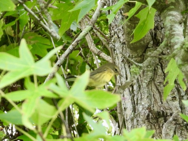 Prairie Warbler - ML641060142