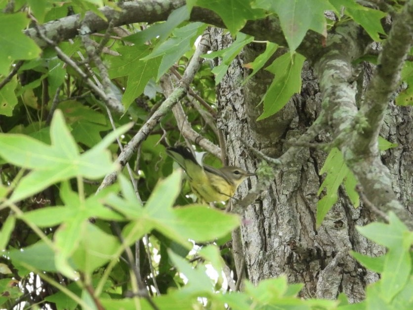 Prairie Warbler - ML641060143