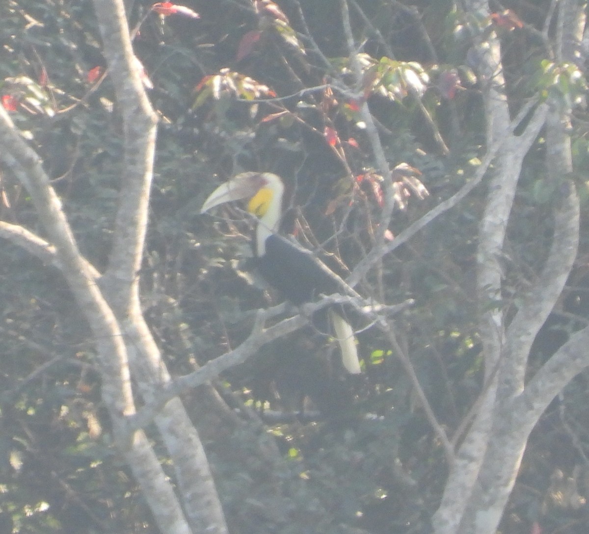 Wreathed Hornbill - ML641060156