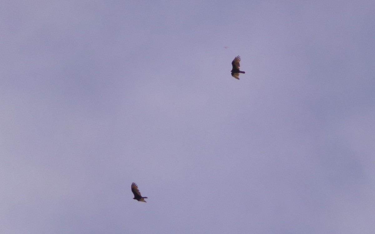 Turkey Vulture - ML641060177