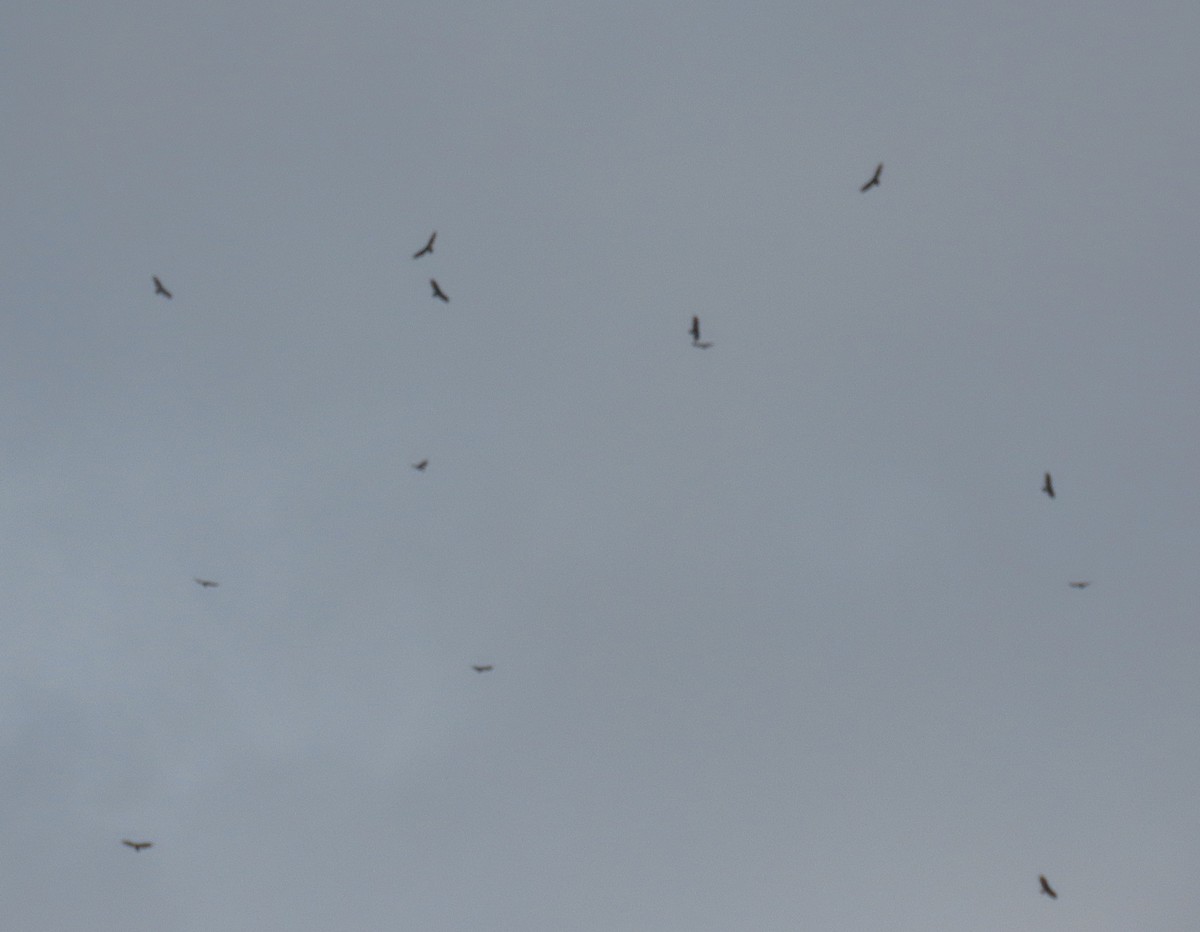 Turkey Vulture - ML641060186