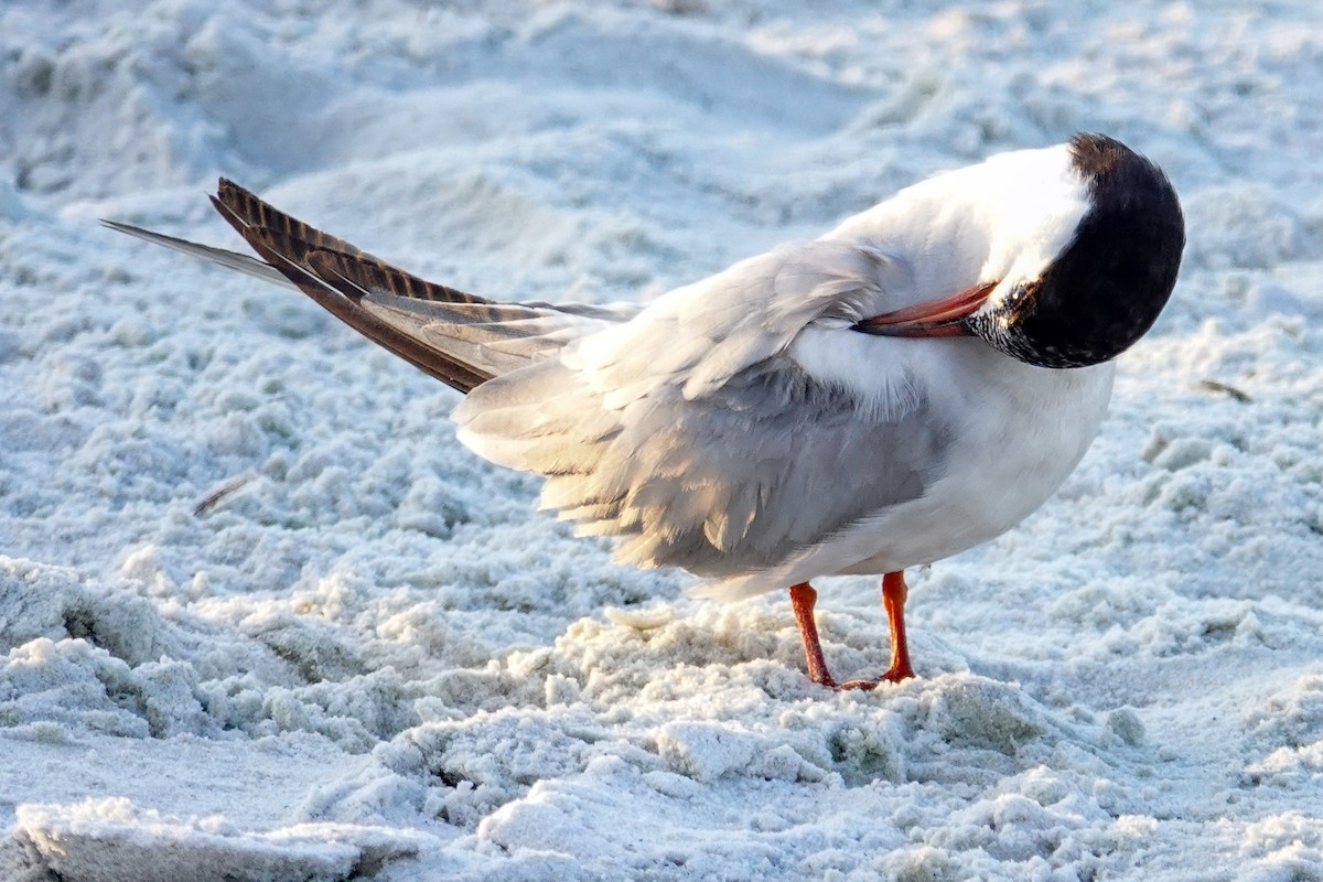 Forster's Tern - ML641060194