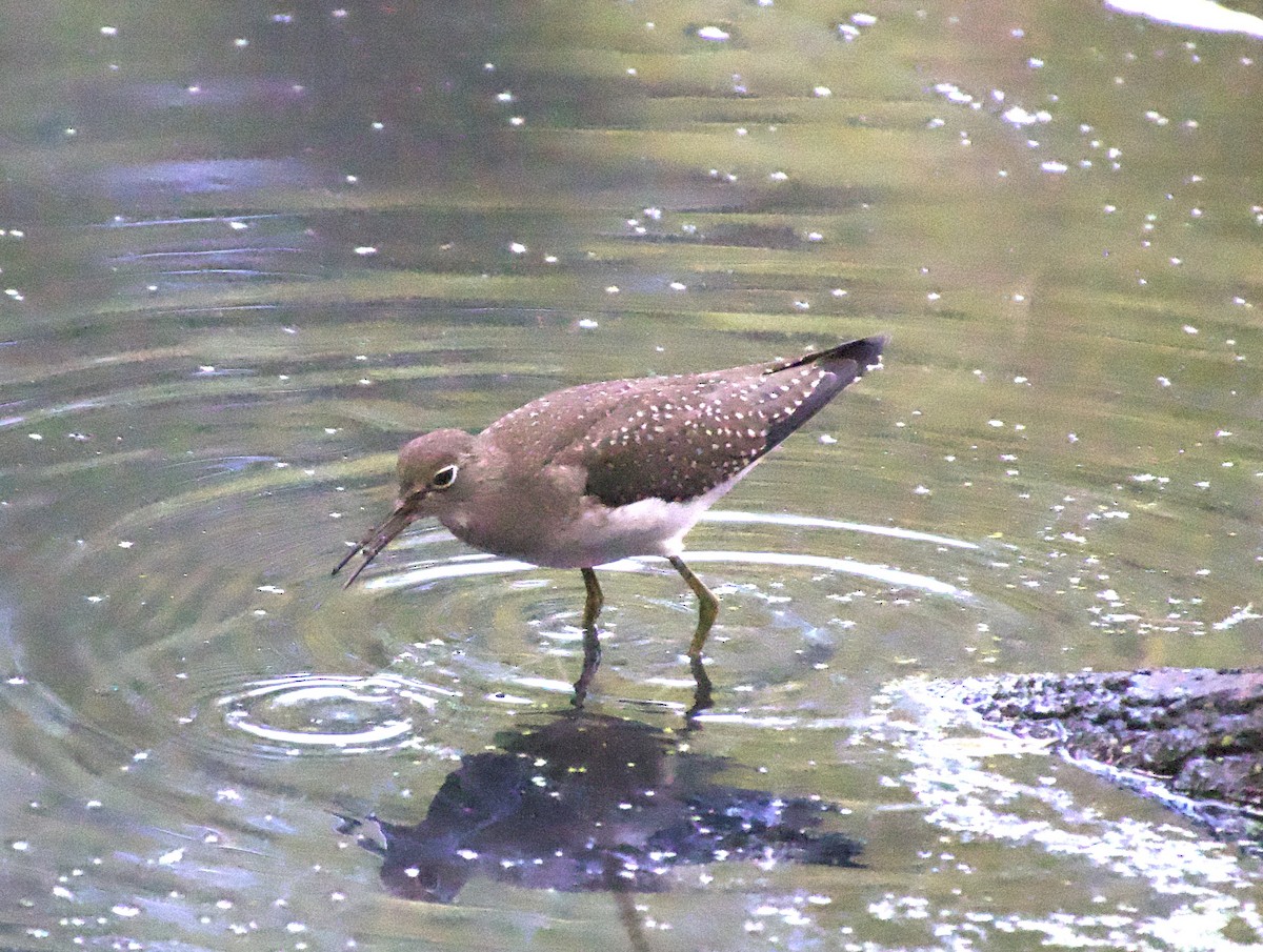 Solitary Sandpiper - ML641060205