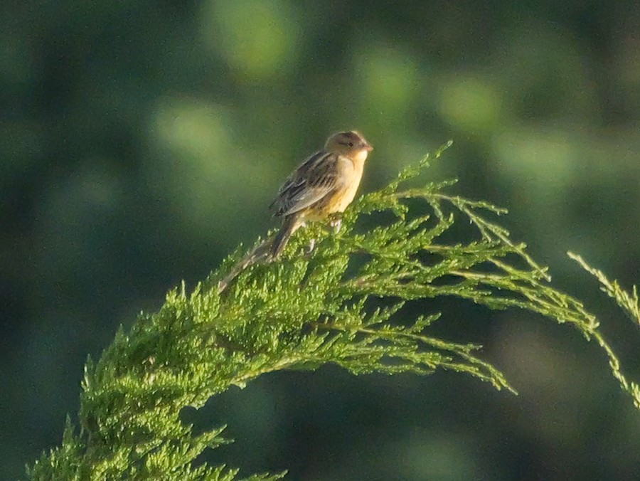 Bobolink - Roger Horn