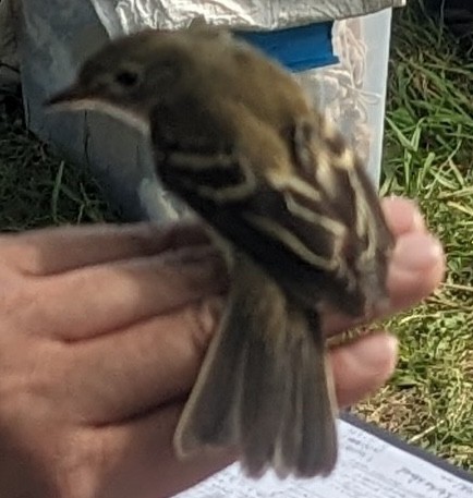 Alder Flycatcher - ML641060227