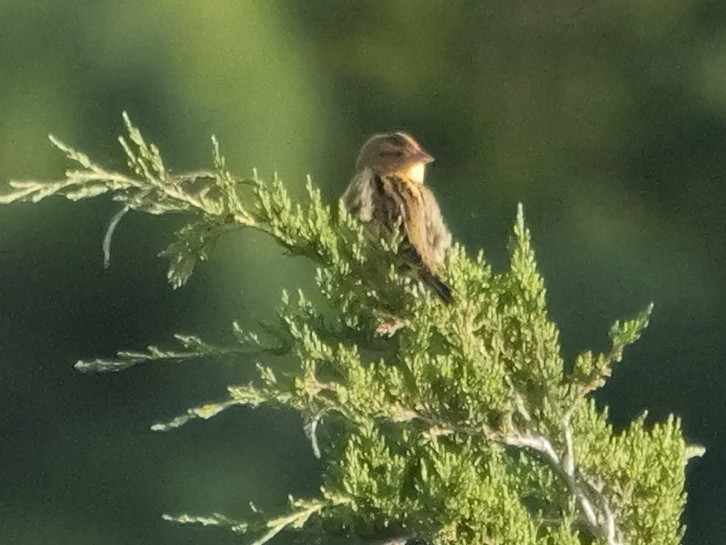 Bobolink - Roger Horn