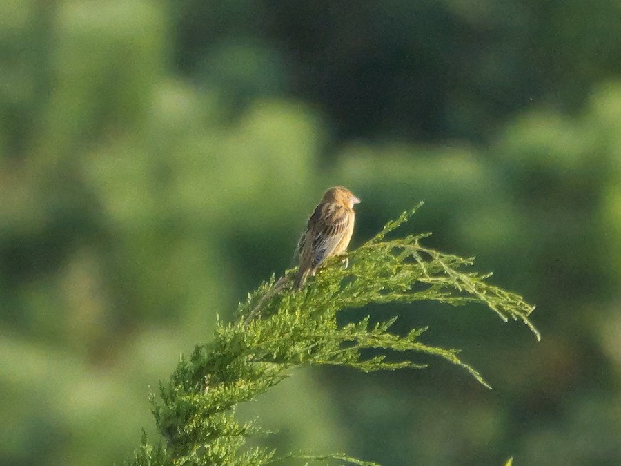 Bobolink - Roger Horn
