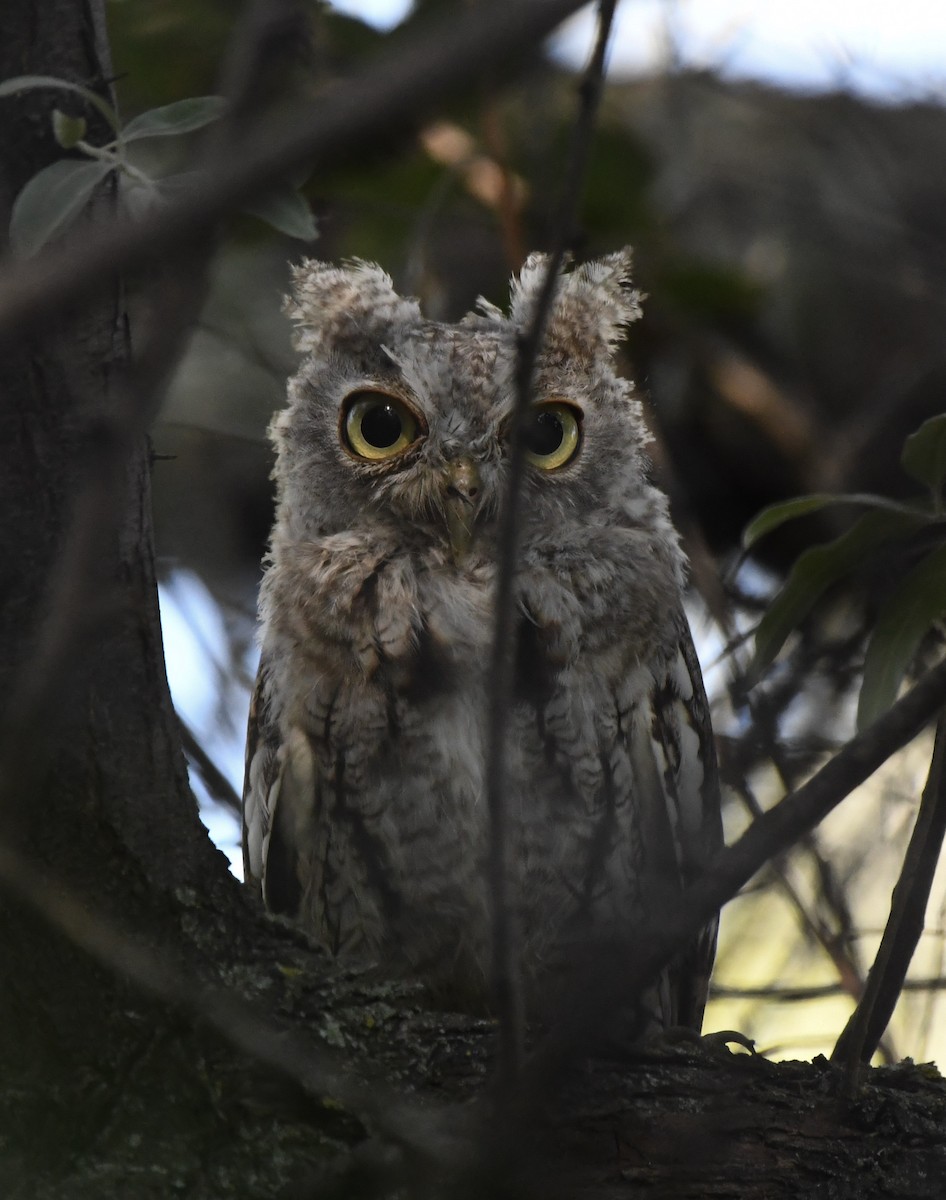 Eastern Screech-Owl - ML641060256