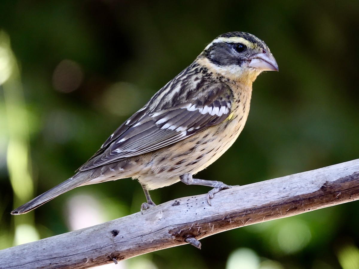 Black-headed Grosbeak - ML641060260