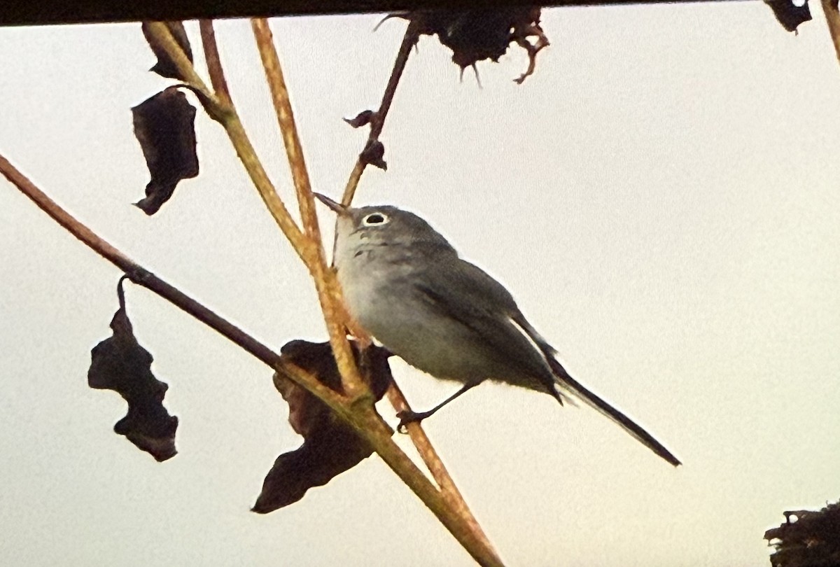 Perlita Grisilla - ML641060264