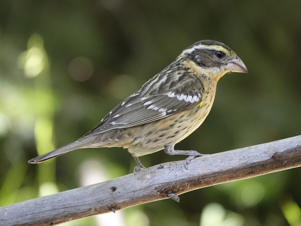 Black-headed Grosbeak - ML641060267