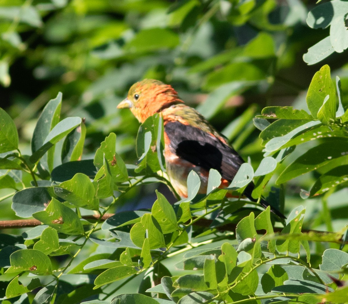 Scarlet Tanager - ML641060271