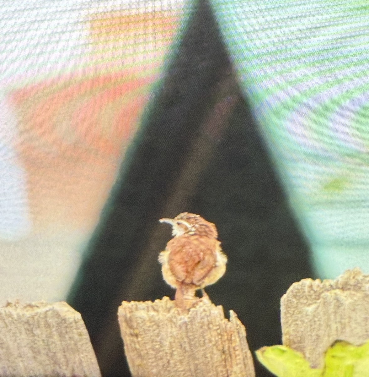 Cucarachero de Carolina - ML641060312