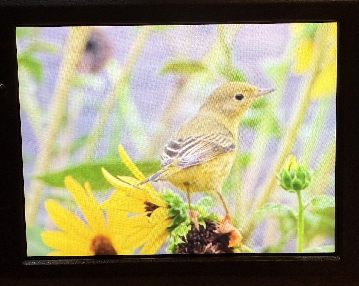 Reinita Amarilla - ML641060332