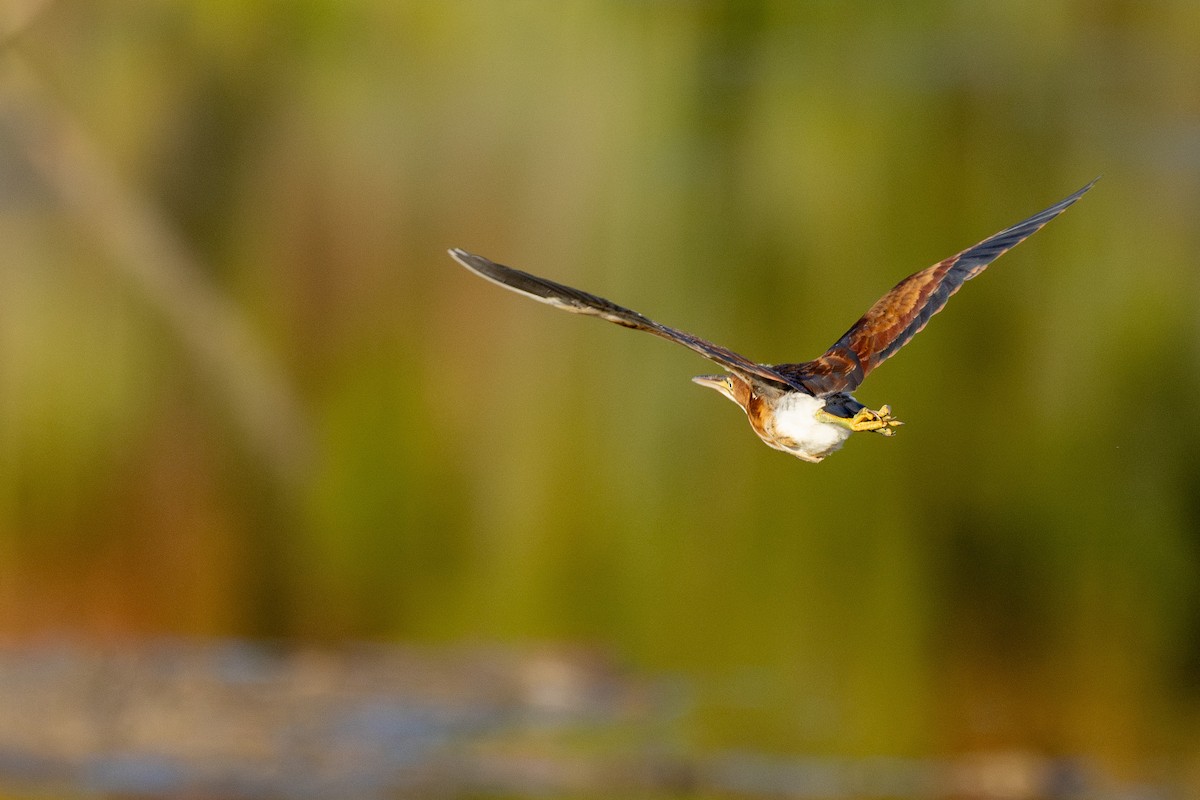 Least Bittern - ML641060371