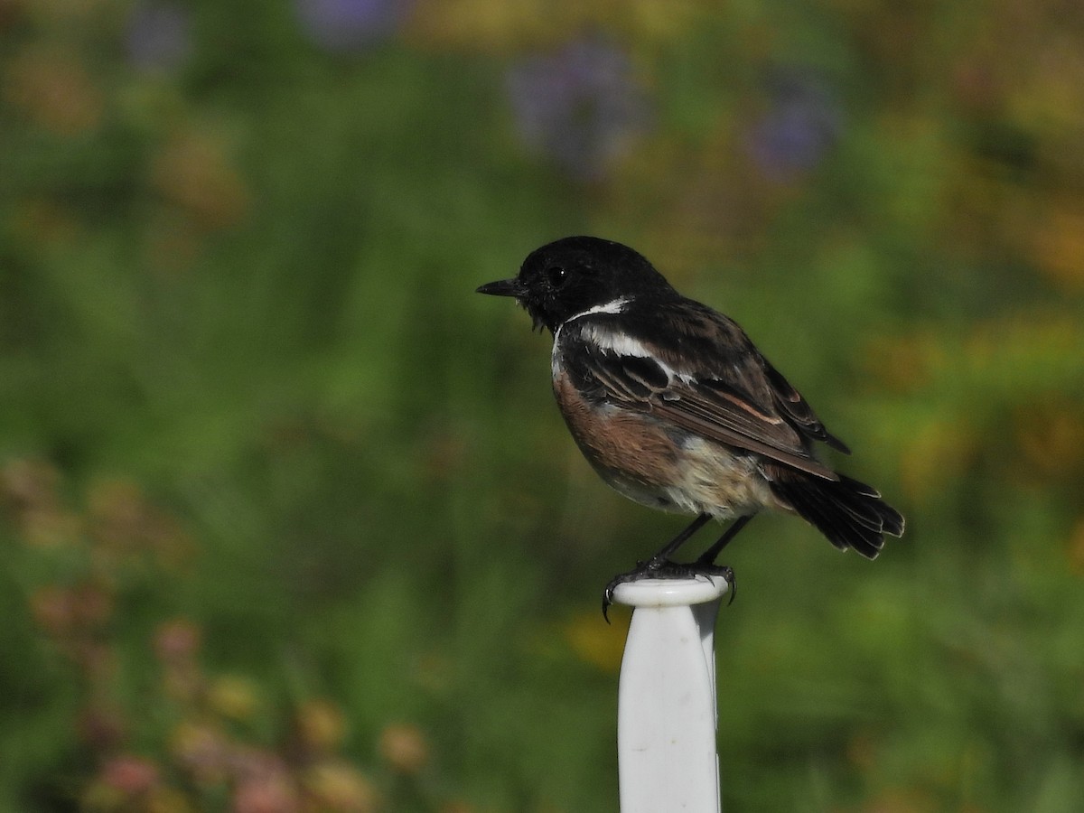 European Stonechat - ML641060387