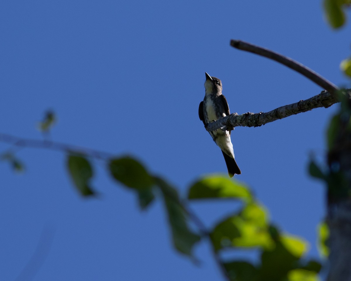 Olive-sided Flycatcher - ML641060420