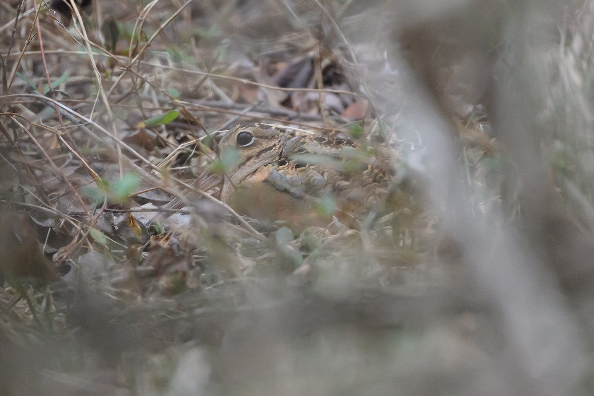 American Woodcock - ML641060447