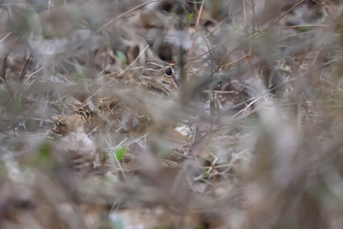 American Woodcock - ML641060449