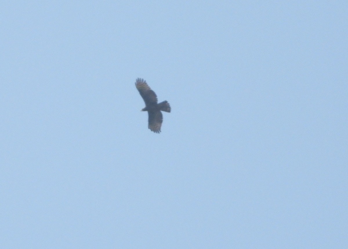 Black Eagle - ML641060458