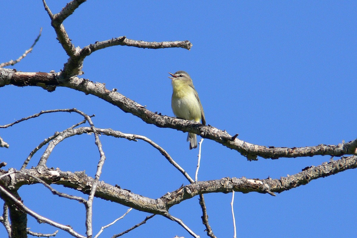 Philadelphia Vireo - ML641060463