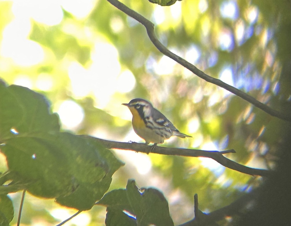 Yellow-throated Warbler - ML641060486