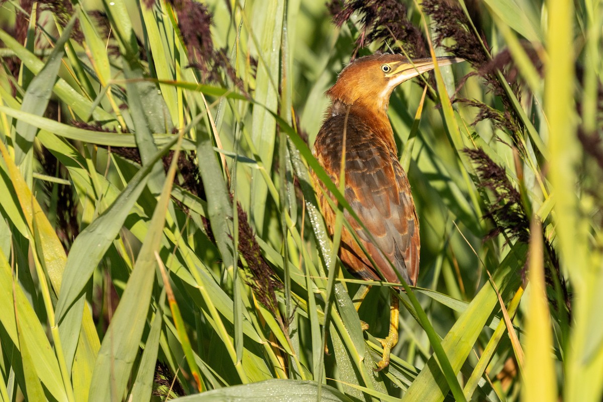 Least Bittern - ML641060499