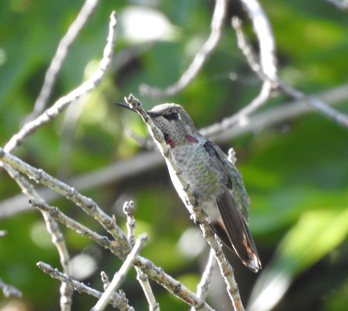 Anna's Hummingbird - ML641060501