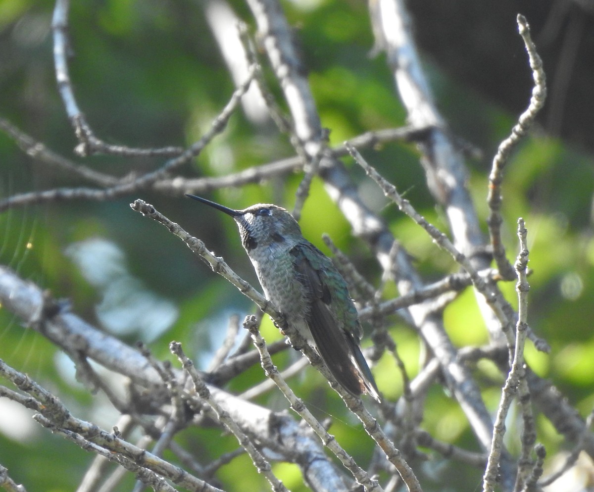 Anna's Hummingbird - ML641060502