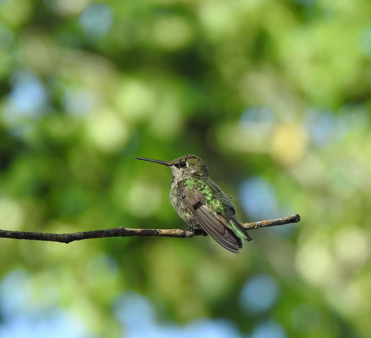 Anna's Hummingbird - ML641060504