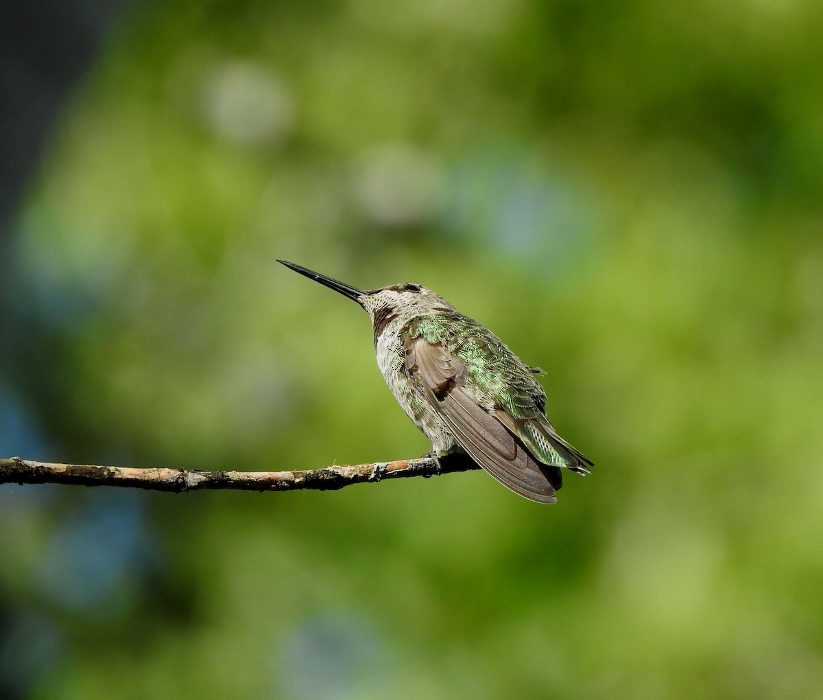 Anna's Hummingbird - ML641060505