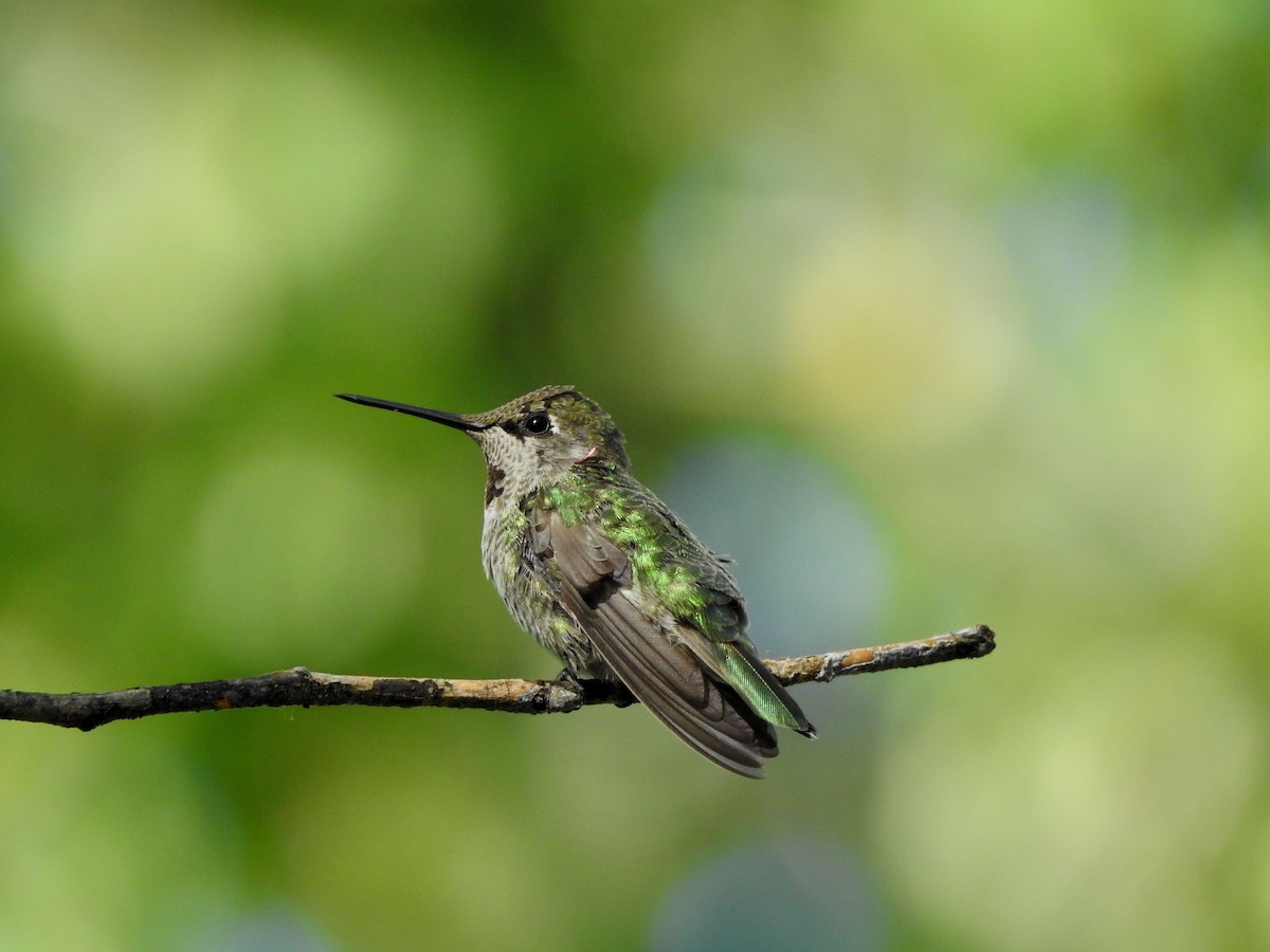 Anna's Hummingbird - ML641060506