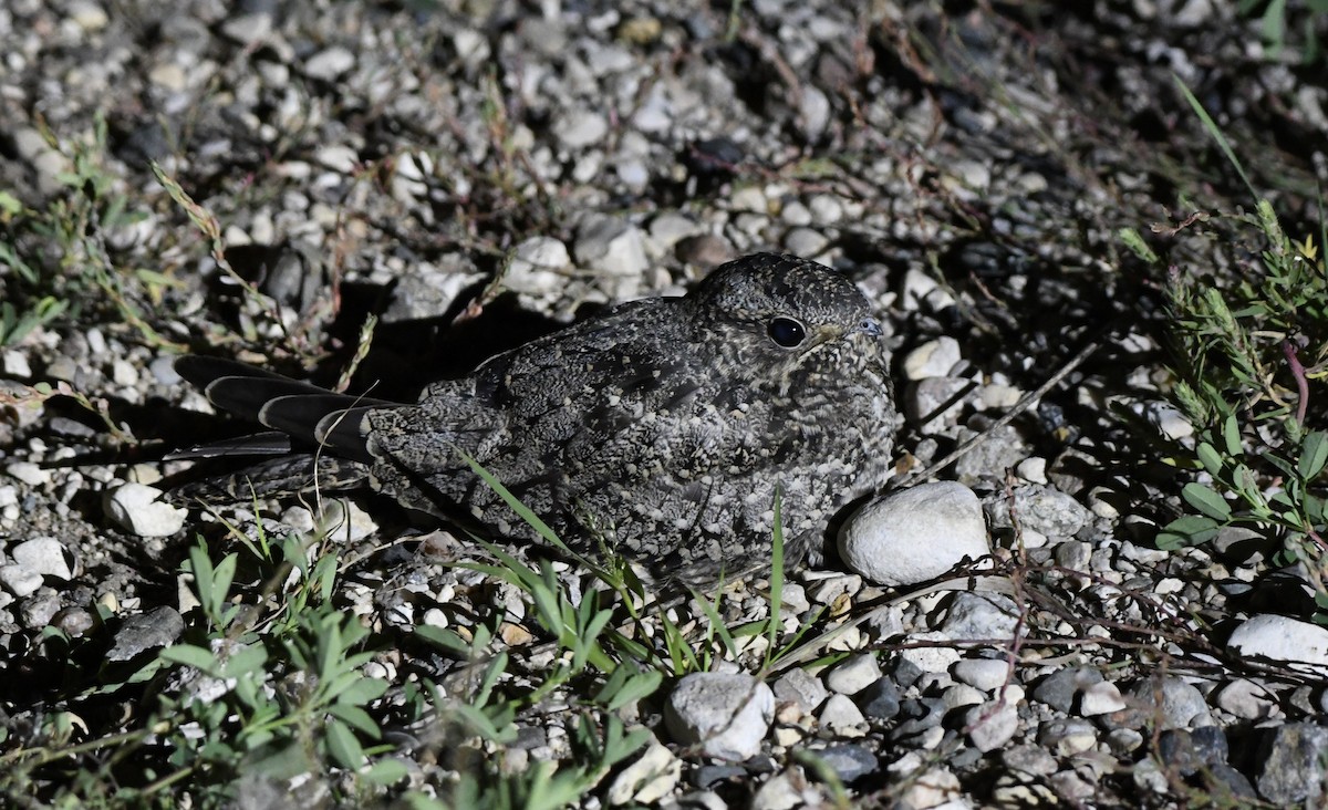 Common Nighthawk - ML641060518