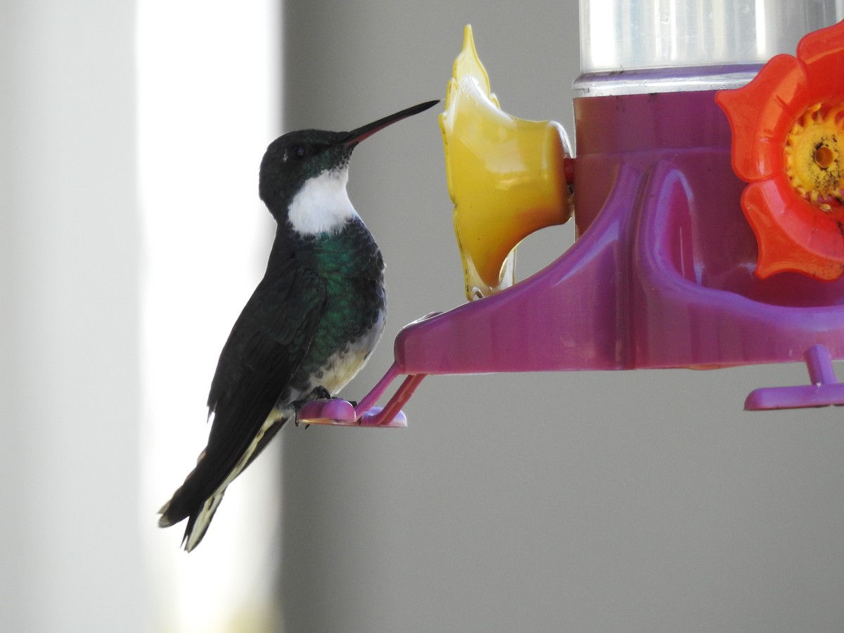 White-throated Hummingbird - ML641060559