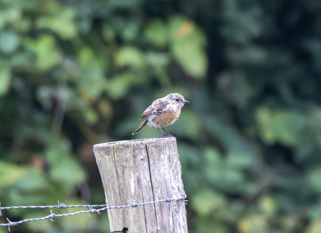 European Stonechat - ML641060560