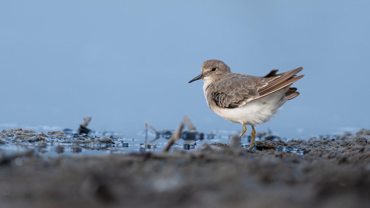 Temminck's Stint - ML641060561